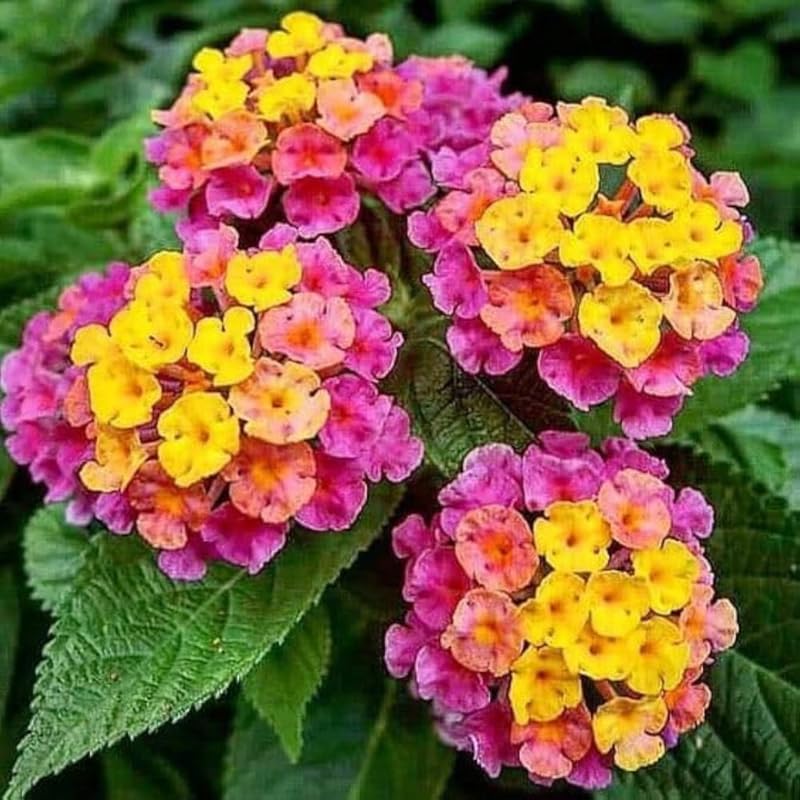 2 Rose Lantana Plants Live, Colorful Perennial, Long-Blooming and Very Hardy, Size 5 to 12 Inches in Tall, Well-Rooted, Outdoor Planting