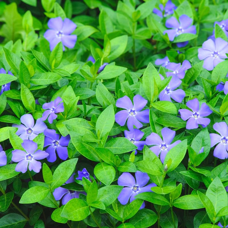 2 Vinca Minor Plants Live, Creeping Periwinkle Plants Live, Vinca Minor Live Plant Indoor, Purple Vinca Plant Pot, Ground Cover Plant Live, 3 to 6 Inches Tall in 4 Inches Pot