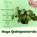 Hoya Quinquenervia Live Plant, Hoya Live Houseplant, Large Leaves, 4-6 inches Tall for Indoor Growing