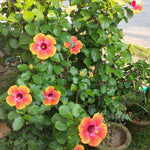 2 Yellow Orange Hibiscus Tree Live Plant, Hardy Hibiscus Plants Live, 8 to 11 Inches, Shrub Tree for Garden