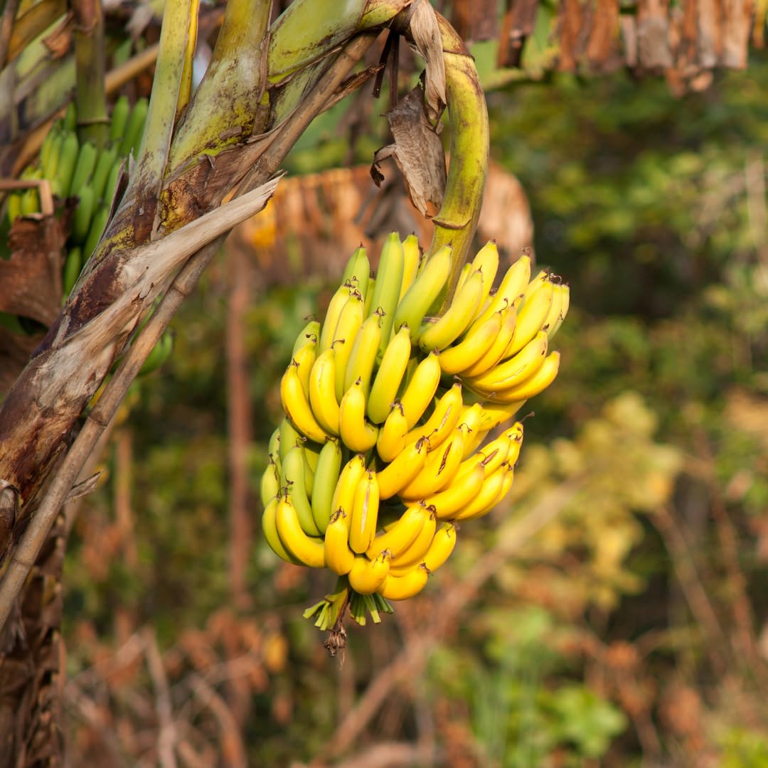 Cavendish Banana Plants Live for Planting, Banana Trees Live Plants from 4 to 6 Inc Tall