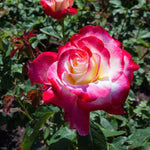 Rose Live Plant for Planting, Fragrant Hybrid Rose Bush, 5-10” Tall, Ready to Grow Flowering Shrub for Outdoor Garden, No Pot (Delight Rose)
