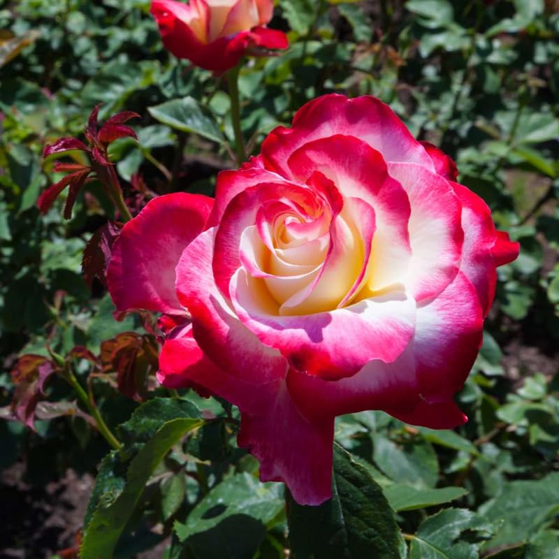 Rose Live Plant for Planting, Fragrant Hybrid Rose Bush, 5-10” Tall, Ready to Grow Flowering Shrub for Outdoor Garden, No Pot (Delight Rose)