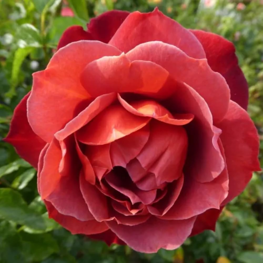 Rose Live Plant for Planting, Fragrant Hybrid Rose Bush, 5-10” Tall, Ready to Grow Flowering Shrub for Outdoor Garden, No Pot (Hot Rose)