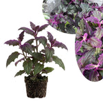 Purple Passion Velvet Plants Live, 4-7 Inc Tall, Gynura Aurantiaca Houseplant, Vibrant Purple Velvet Foliage for Indoor Decor