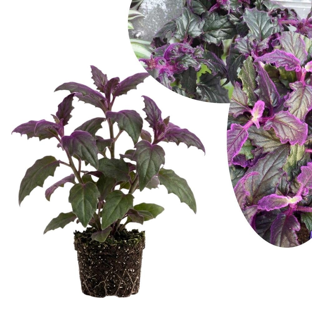 Purple Passion Velvet Plants Live, 4-7 Inc Tall, Gynura Aurantiaca Houseplant, Vibrant Purple Velvet Foliage for Indoor Decor