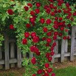 Red Rose Bush Live Starter Plant, Fragrant Red Rose Ready to Plant, Climbing Rose for Planting Outdoor, No Pot, 1 Year Old Rose Plant