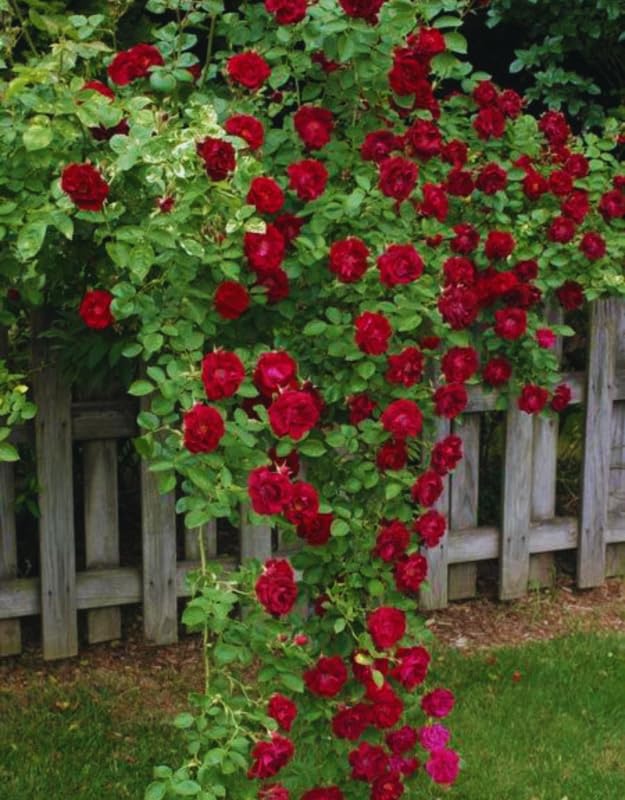 Red Rose Bush Live Starter Plant, Fragrant Red Rose Ready to Plant, Climbing Rose for Planting Outdoor, No Pot, 1 Year Old Rose Plant