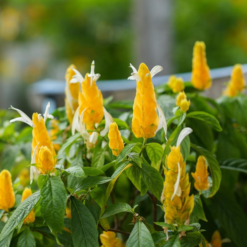 2 Live Shrimp Plant for Growing, 3 to 5 Inc Tall, Yellow Shrimp Plant Pot, Shrimp Live Plant, Shrimp Plants Live Indoor Outdoor