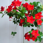 2 Red Mandevilla Bush Plants, 10 to 17 Inc in Height, Mandevilla Live Plant, Mandevilla Plants Live