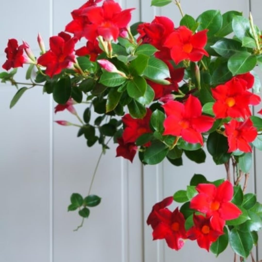 2 Red Mandevilla Bush Plants, 10 to 17 Inc in Height, Mandevilla Live Plant, Mandevilla Plants Live