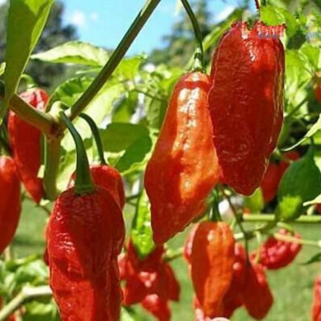 2 Plants Bhut Jolokia Pepper Live Plants Per Pot, 100 Days Old Pepper Plant Well Rooted Seedlings, Hot Peppers for Year Round Harvesting