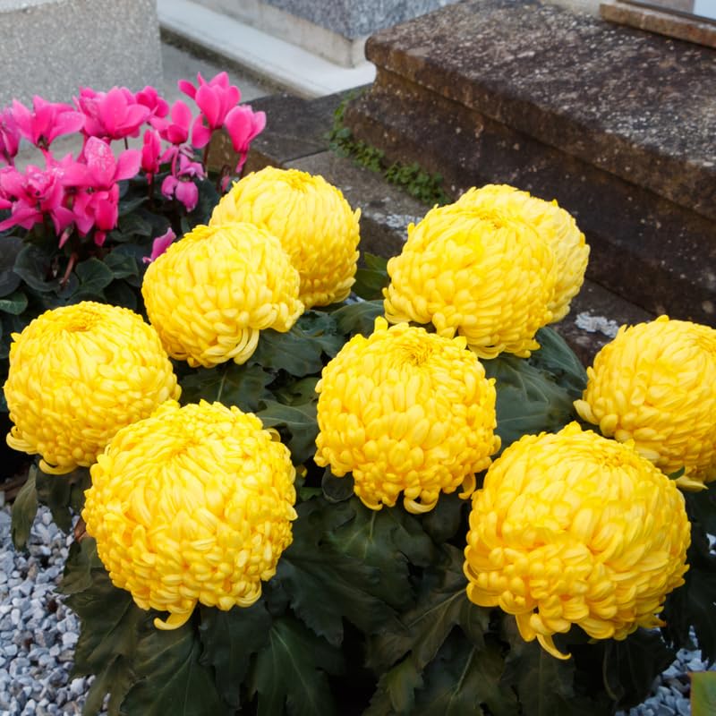 Yellow Chrysanthemum Plant, Set 2 Yellow Mums Plants Live, Hardy Perennial Mum Live Plant, 3 to 6 Inch Tall Garden Mum Starter Plants for Garden Beds, Containers, Vibrant Fall Blooms, No Pot