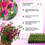 2 Fuchsia Live Plants, 5-9 Inches Tall, Trailing Flowering Fuchsia Plants Live Indoor Outdoor, Pink Purple Blooms