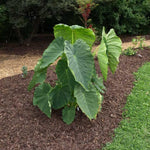 Elephant Ear Plants, Rare Colocasia Plant Live, Perennial Esculenta Taro Alocasia 4-8 Inch Tall, Indoor Outdoor Garden (Giant)
