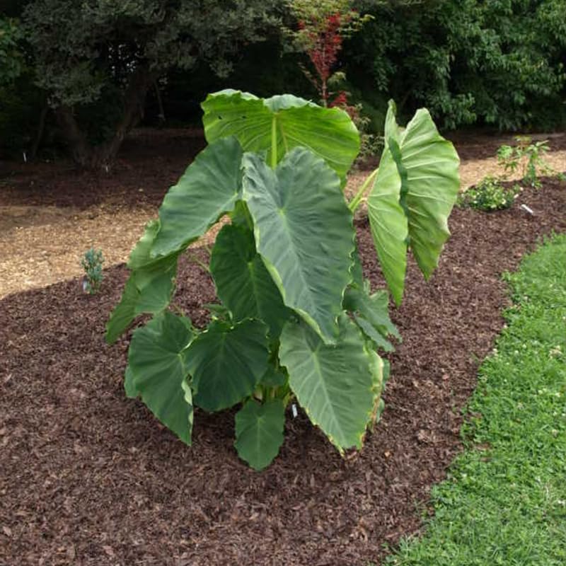 Elephant Ear Plants, Rare Colocasia Plant Live, Perennial Esculenta Taro Alocasia 4-8 Inch Tall, Indoor Outdoor Garden (Giant)