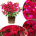 Set 2 Bright Pink Bougainvillea Live Plants 4-7 Inches Tall, Vibrant Bumgainvillea Flowering Vines for Garden, Patio Containers and Indoor Growing