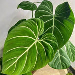 Gloriosum Philodendron Plant Live, Rare Tropical Variegated Live Indoor Houseplant, Starter Plants No Pot, 5-9" in Tall