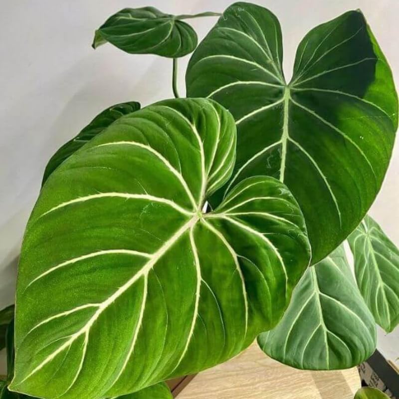 Gloriosum Philodendron Plant Live, Rare Tropical Variegated Live Indoor Houseplant, Starter Plants No Pot, 5-9" in Tall