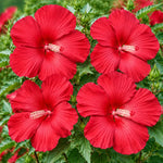 3 Hardy Hibiscus Live Plants, Flowering Shrub, Deep Red Blooms, 4-7"