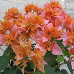 2 Bougainvillea Plants Live, Bougainvillea Live Plant, 4 to 6 Inc Tall, Flower Vine Plant Garden (Orange)