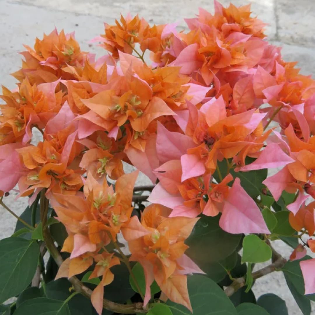 2 Bougainvillea Plants Live, Bougainvillea Live Plant, 4 to 6 Inc Tall, Flower Vine Plant Garden (Orange)
