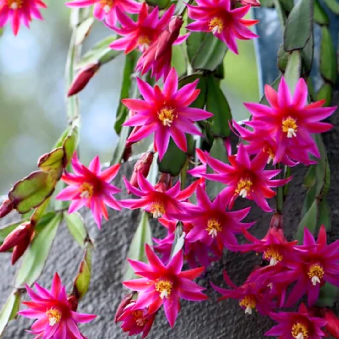 2 Pink Easter Cactus Plants Live, Christmas Cactus Thanksgiving Cactus Plants Live, Well-Rooted Cold Hardy, Holiday Cactus for Indoor Outdoor Planting, 4-8 Inc Tall, Starter Tree