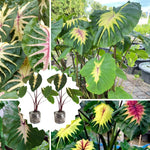 Colocasia Esculenta, Colocasia Live Plant, Elephant Ears Live Plant, Esculenta Taro Live Houseplant, 5-8 Inc Tall, No Pot (Rare Colocasia)
