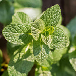 2 Mint Herb Plants Live, Well Rooted Mint Plants for Growing Indoor Outdoor 3-5 Inches