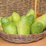 Soursop Tree Live Plant, Soursop Plant Live, Guanabana Tree Live Plants, 5 to 9 Inc Tall