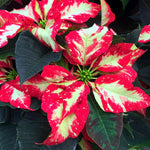 2 Poinsettia Plants Live, Variegated Poinsettia Flowers Christmas Decorations, Holiday Houseplant, Poinsettias Trees Plants, No Pot, 5-9" Tall