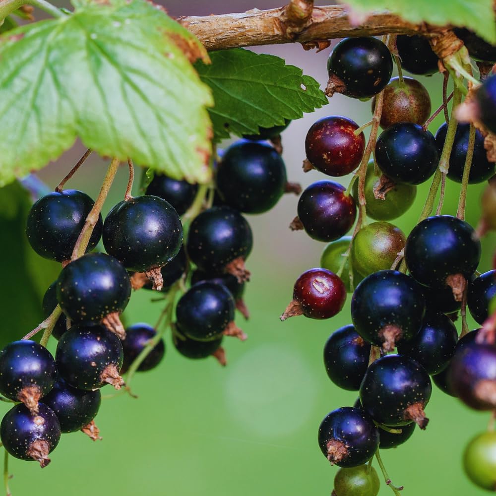Currant Bush Live Plant for Planting, 6 to 9 Inc Long, Black Currant Plant Live Gardening