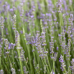Grey Lavender Plants Live in 4 Inc Pot, Set 4 Lavandula Hybrid Lavender Trees Live Plants for Planting Indoor Outdoor, Fragrant Lavender Flowers Perennial