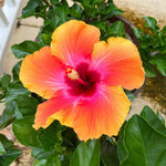 Hibiscus Plants Live, Tropical Hibiscus Plant, Hibiscus Tree Live Plant, Perennial Flower Bush, 7 to 13 Inch Tall, Sunset Hibiscus