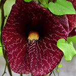 Dutchman Pipe Climbing Vine Live Plant, Hardy Ornamental Tropical Foliage Flowers, Starter Size, 5 to 9 Inc Tall, No Pot
