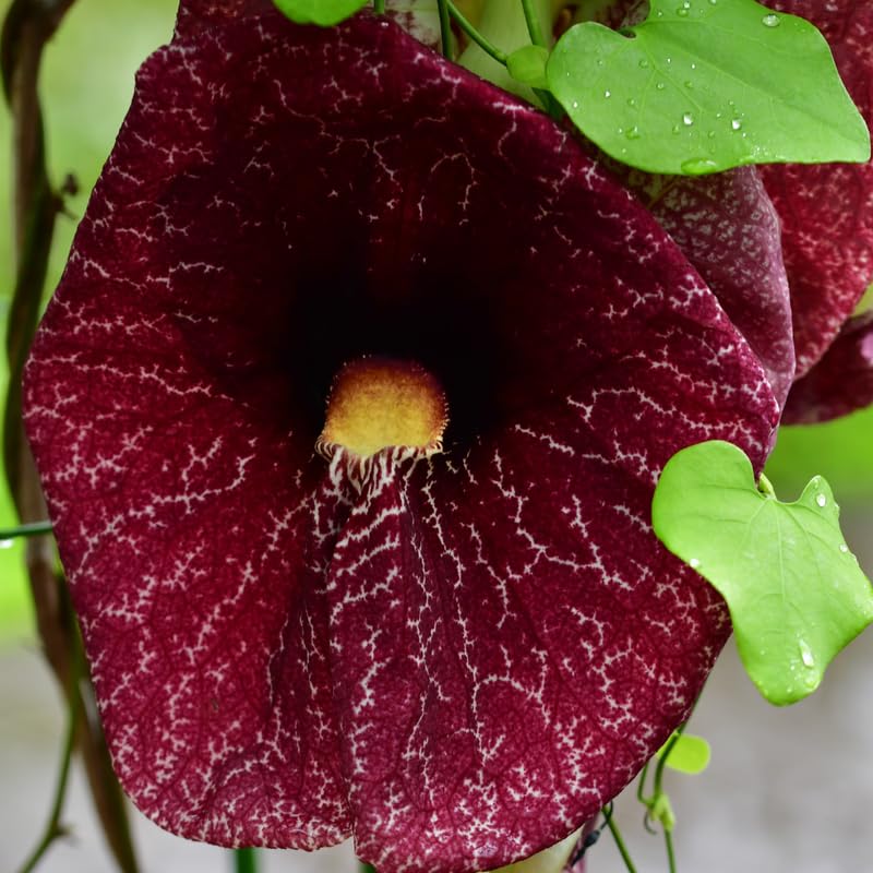 Dutchman Pipe Climbing Vine Live Plant, Hardy Ornamental Tropical Foliage Flowers, Starter Size, 5 to 9 Inc Tall, No Pot