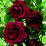 Black Red Velvet Climbing Rose Live Plant, 6 Months Old Starter, Fragrant Purple Climbing Roses for Planting Outdoor, No Pot