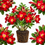 Red Desert Rose Live Plant, Adenium Succulent, 4-6" Tall