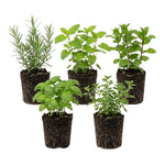 5 Herb Plants Live Assortment 4-7 Inches Tall, Fresh Culinary Herbs for Garden, Patio Pots and Indoor Use, Rosemary, Basil, Mint, Lemon Balm or Other Assorted Herbs
