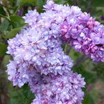 2 Miss Kim Lilac Trees Live Plants, 8 Months Old Well-Rooted Purple Syringa Bushes Seedling, 5 to 7 Inches Tall, Fragrant, Zones 3-7