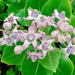 4 Milkweed Plants Live, White Vining Butterfly Milkweed Asclepias Tuberosa Perennial Wildflowers Swamp Common Bush, 5-9" in Tall, No Pot
