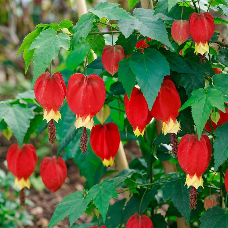 3 Red Abutilon Plants 2-5 Inches, Lantern Hanging Flower Vine, Indoor Outdoor Planting, Ready to Grow