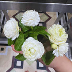 Jasmine Plant Indoor Live, 3 Plants, Grand Duke of Jasmine Plants Live, Jasmine Plant Pot, Live Jasmine Plant Indoor Outdoor, 4 to 6 Inc Tall, Jasmine Starter Plant