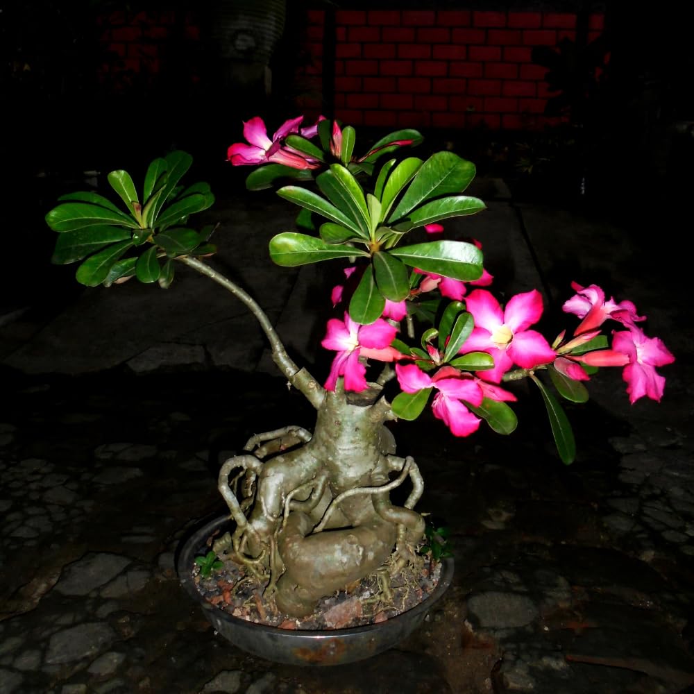2 Mix Adenium Desert Rose Plant Live, Desert Rose Live Plant, 4 to 6 Inc Tall