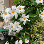 2 White Mandevilla Plants Live, Trailing Mandevilla Vine for Outdoor Planting, 4-6 Inch Tall Live Flowering Vine for Trellis or Containers