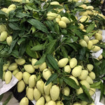 Cat Chu Mango Tree Live Plant Grafted, 14 to 18 Inches Tall in Pot, Ready to Bear Fruit in 1 Year, Sweet Mango Tree for Planting
