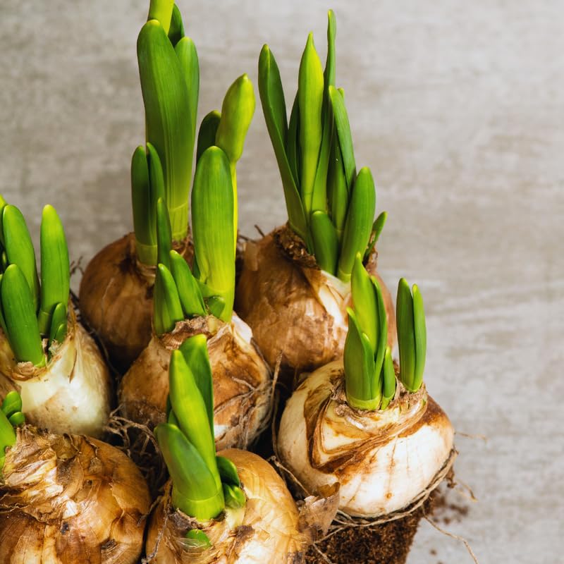 10 Mix Daffodil Bulbs for Spring Planting, Double Daffodils Bulbs for Planting, Flower Bulb Gardening Outdoor Indoor
