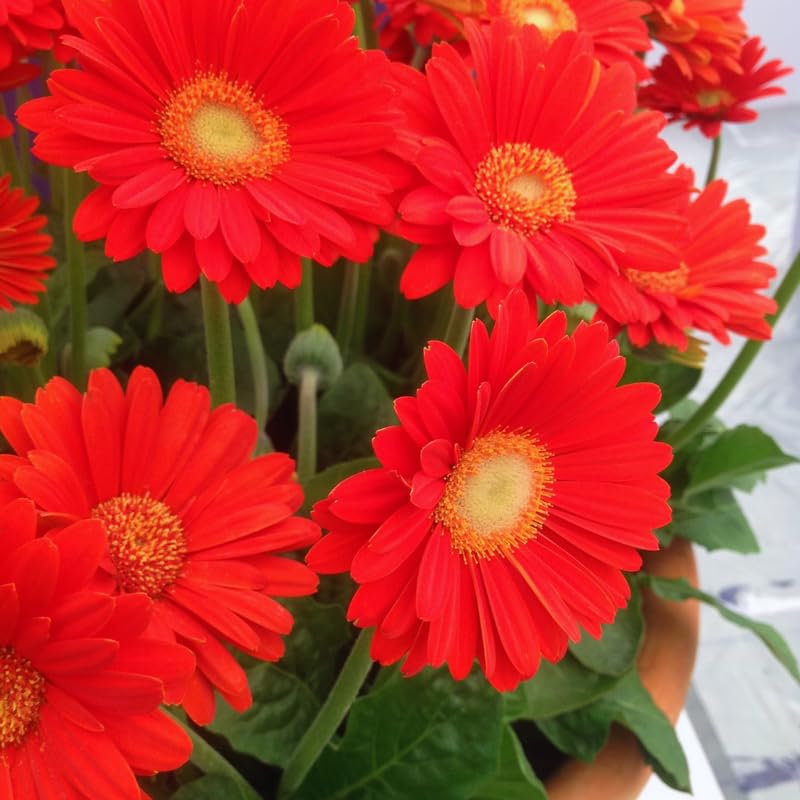 2 Red Gerbera Daisy Plants Live, 3 to 5 Inc Tall, Gerbera Daisies Live Plants, Daisy Plant, Daisies Flowers Live Plants, Daisy Plant Pot