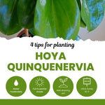 Green Hoya Live Plant, Hoya Plants Live Houseplants, 3.25 Inches Pot, Air-Purifying Plant for Home Office Decor, 4 to 6 Inches Tall