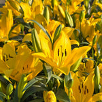 Yellow Lily Bulbs for Planting, Bright Sunny Blooms, Summer Flowering Perennial Garden Flowers, Lily Bulbs for Containers and Outdoor Garden, 4 Bulbs